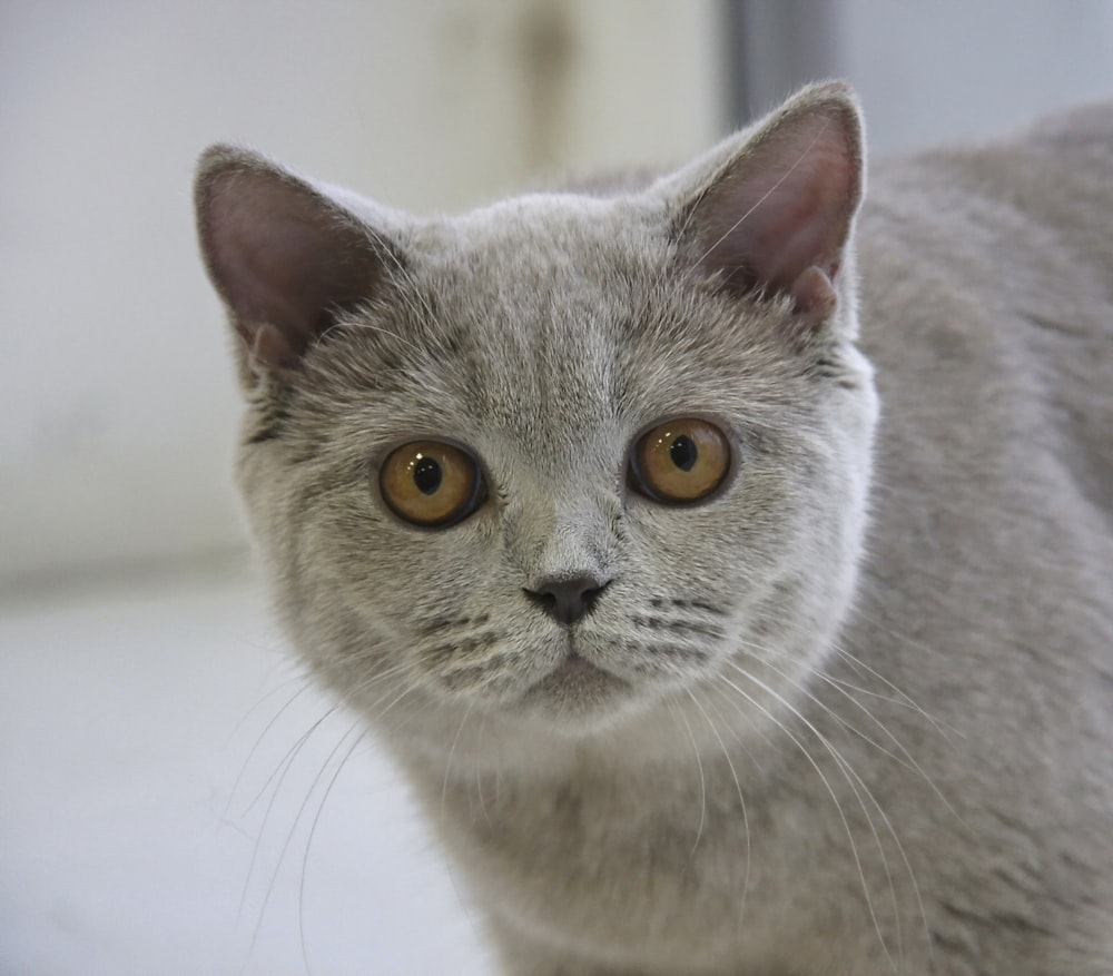 gray cat on white table