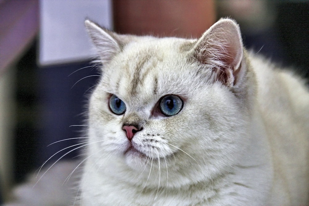 white and brown cat in close up photography