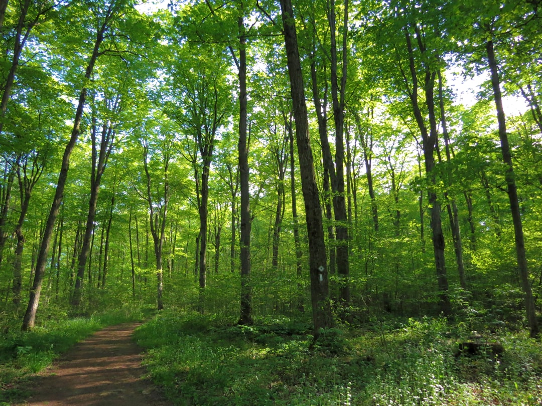 Forest photo spot Bruce Trail St. Catharines