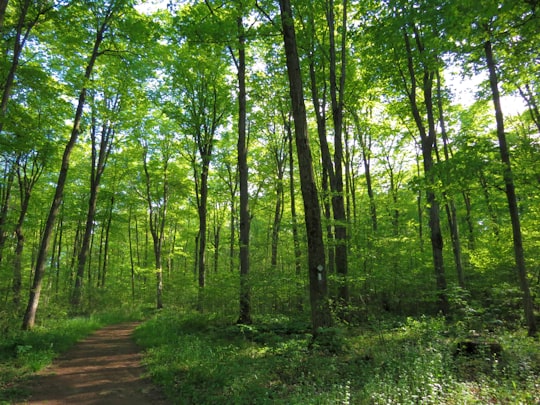 green trees on green grass field during daytime in Bruce Trail Canada