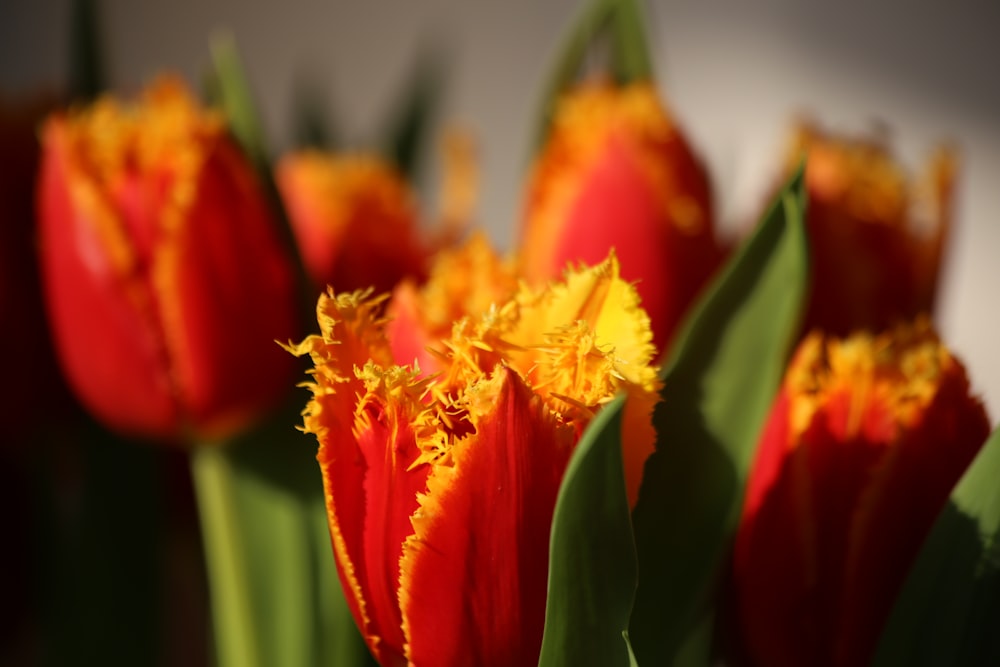 yellow and red flower in close up photography