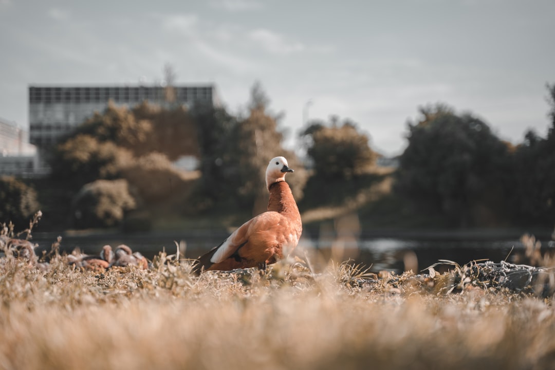 brown and white bird on brown grass during daytime