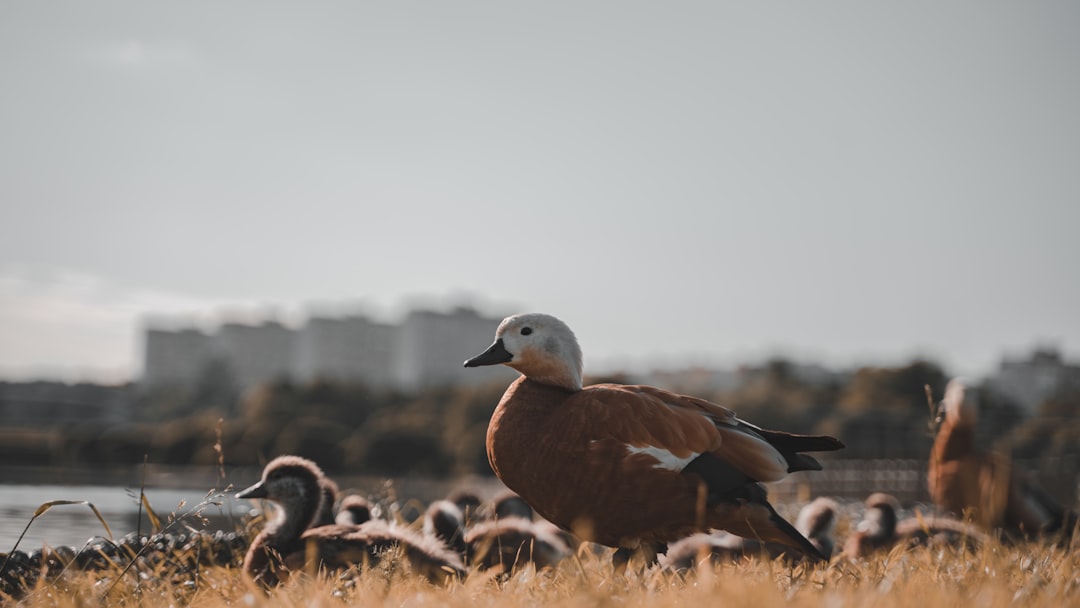 brown and white duck on brown grass field during daytime