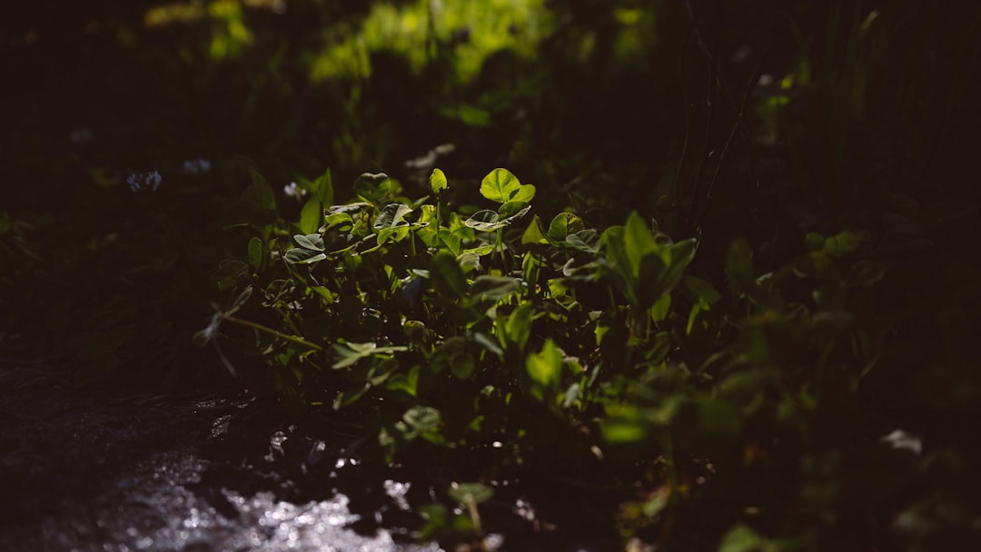 green plant on water during daytime