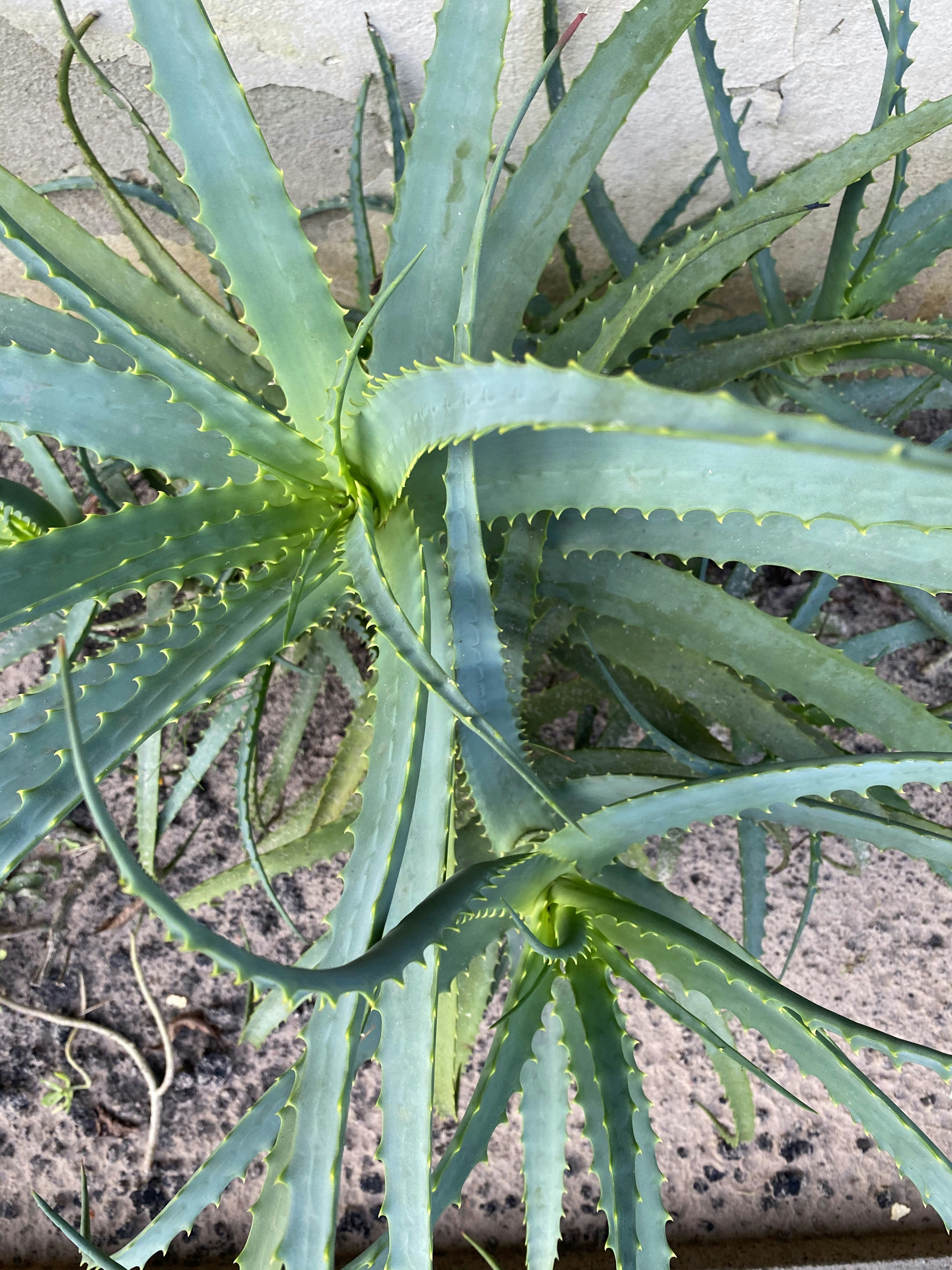 Healthy thick aloe vera plant with spiky green leaves in terracotta pot on sunny shelf