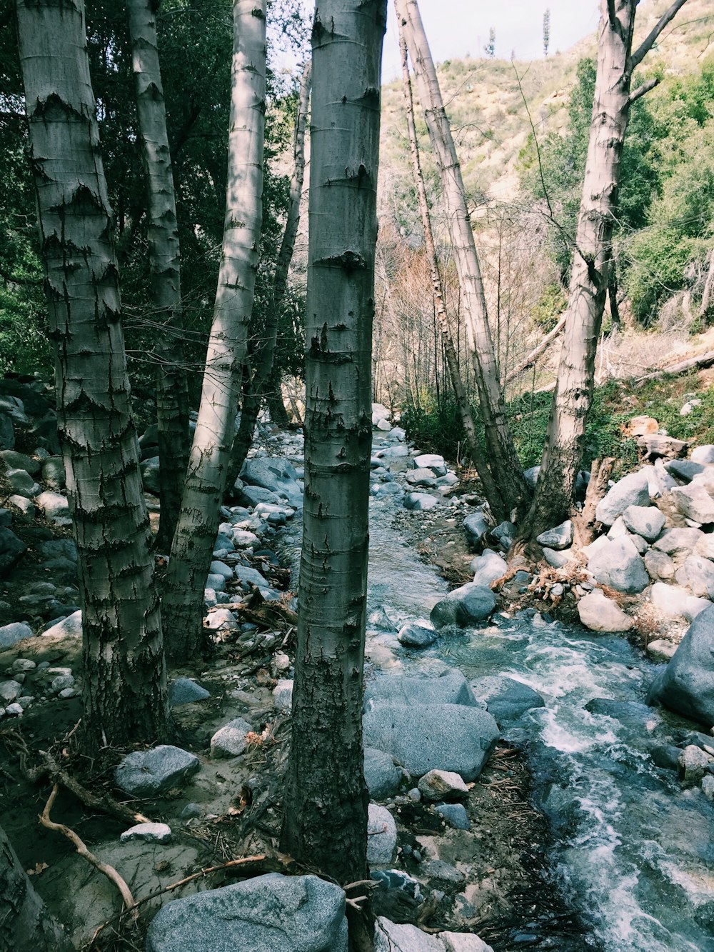 green trees on rocky ground