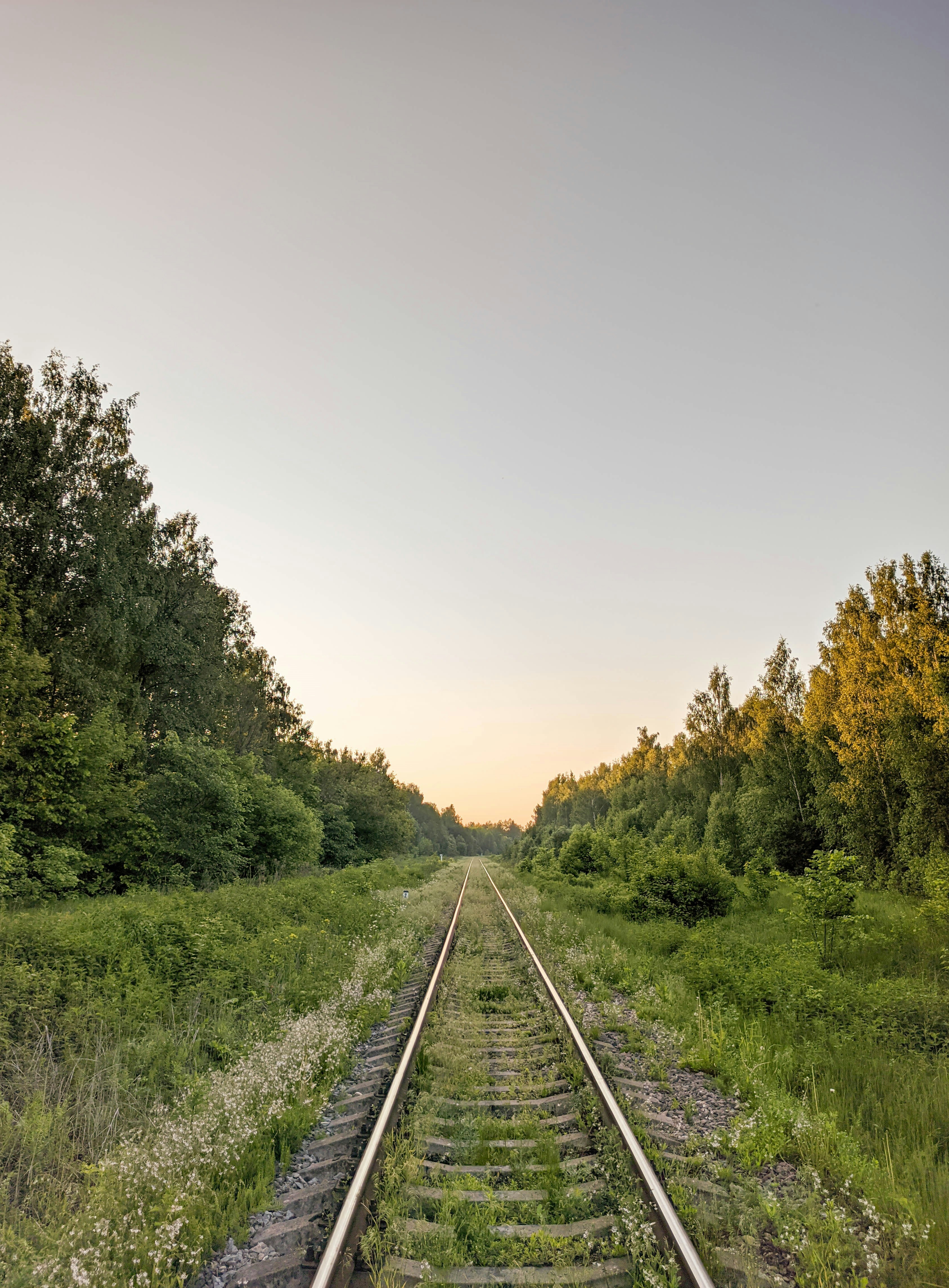 green trees on green grass field during daytime