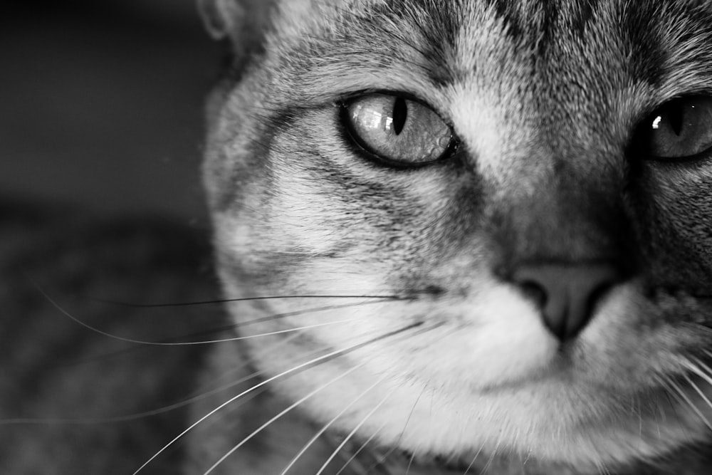 grayscale photo of cats face