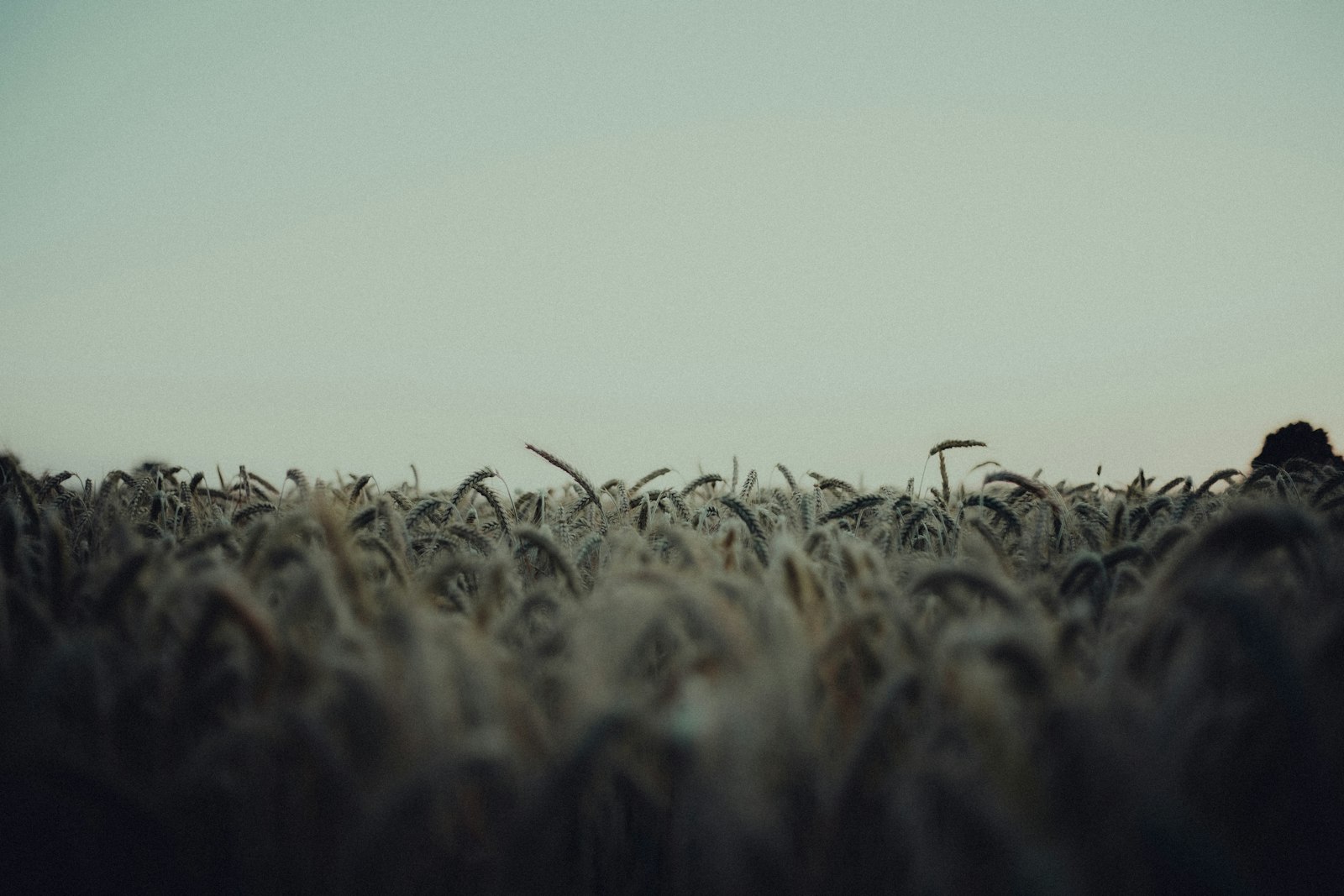 Sony a7 III + Canon EF 50mm F1.8 STM sample photo. Brown grass field during photography