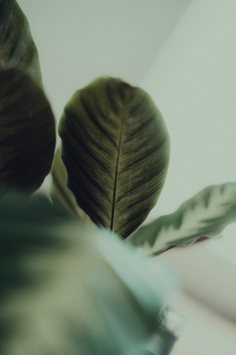 green leaf on white surface