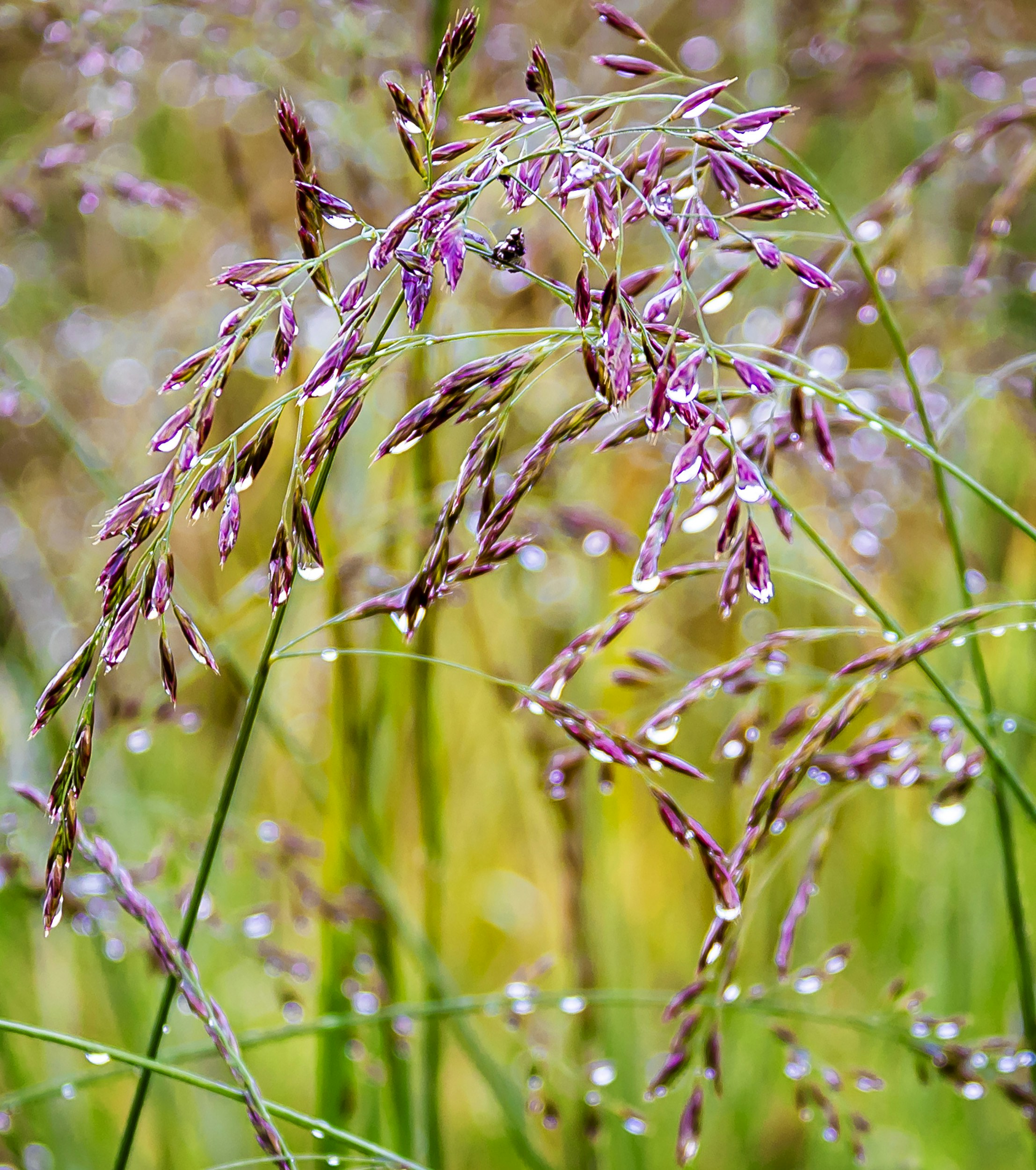 capullos de flores púrpuras en lentes de cambio de inclinación