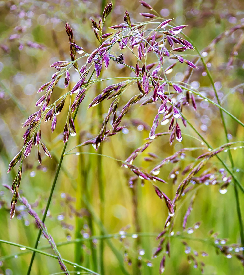 purple flower buds in tilt shift lens