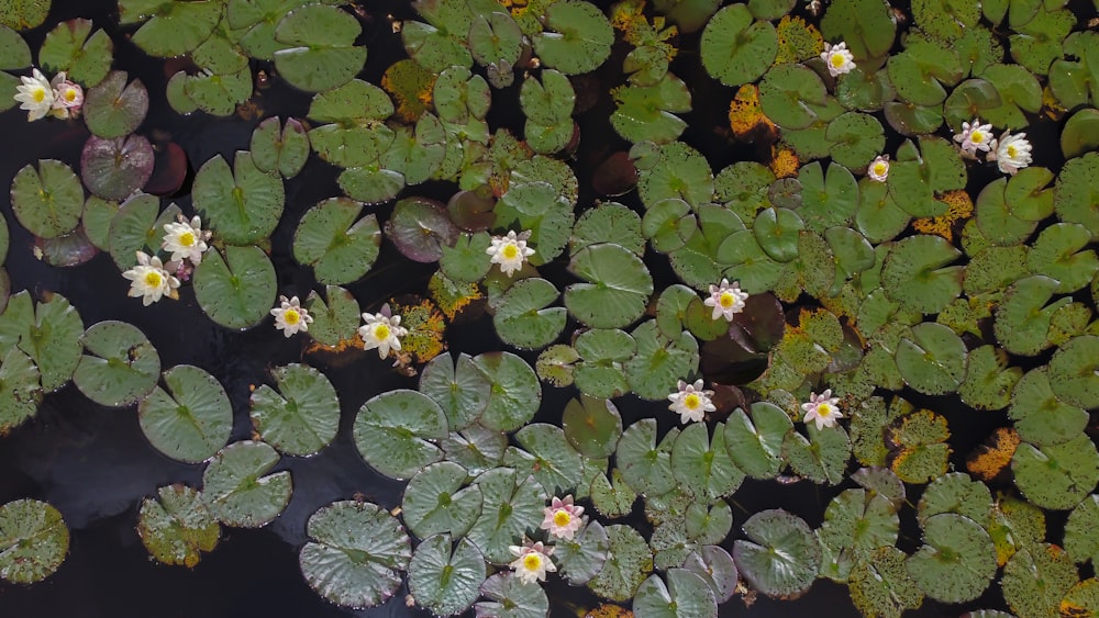 white and yellow flowers with green leaves