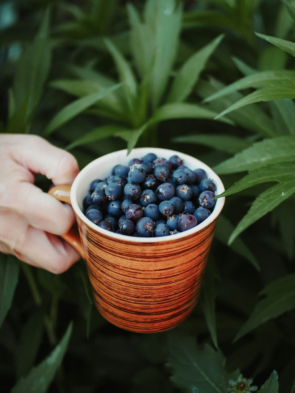 person holding white ceramic bowl with blue berries