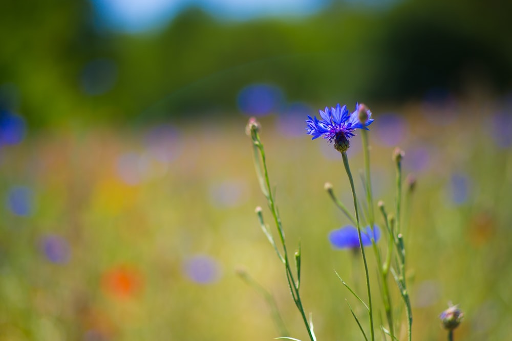 purple flower in tilt shift lens