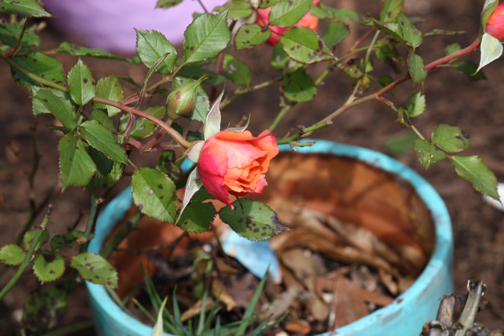 red rose in blue pot