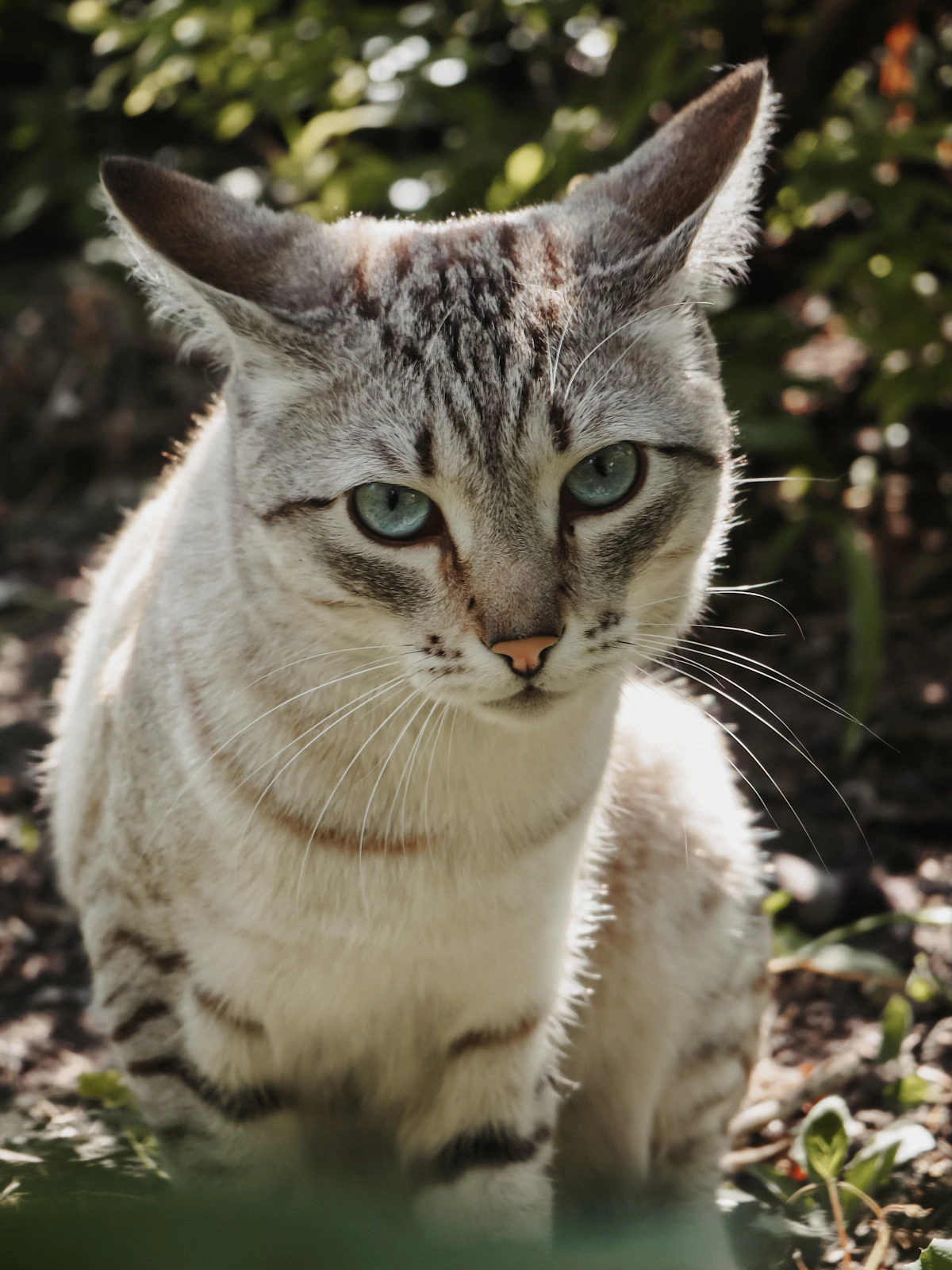 Cat sitting outdoors in soft natural light