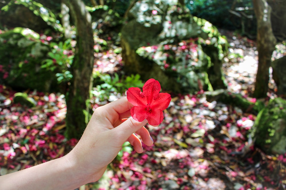 pink flower in tilt shift lens