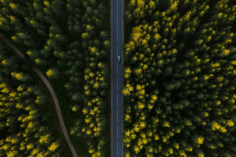 aerial view of green trees