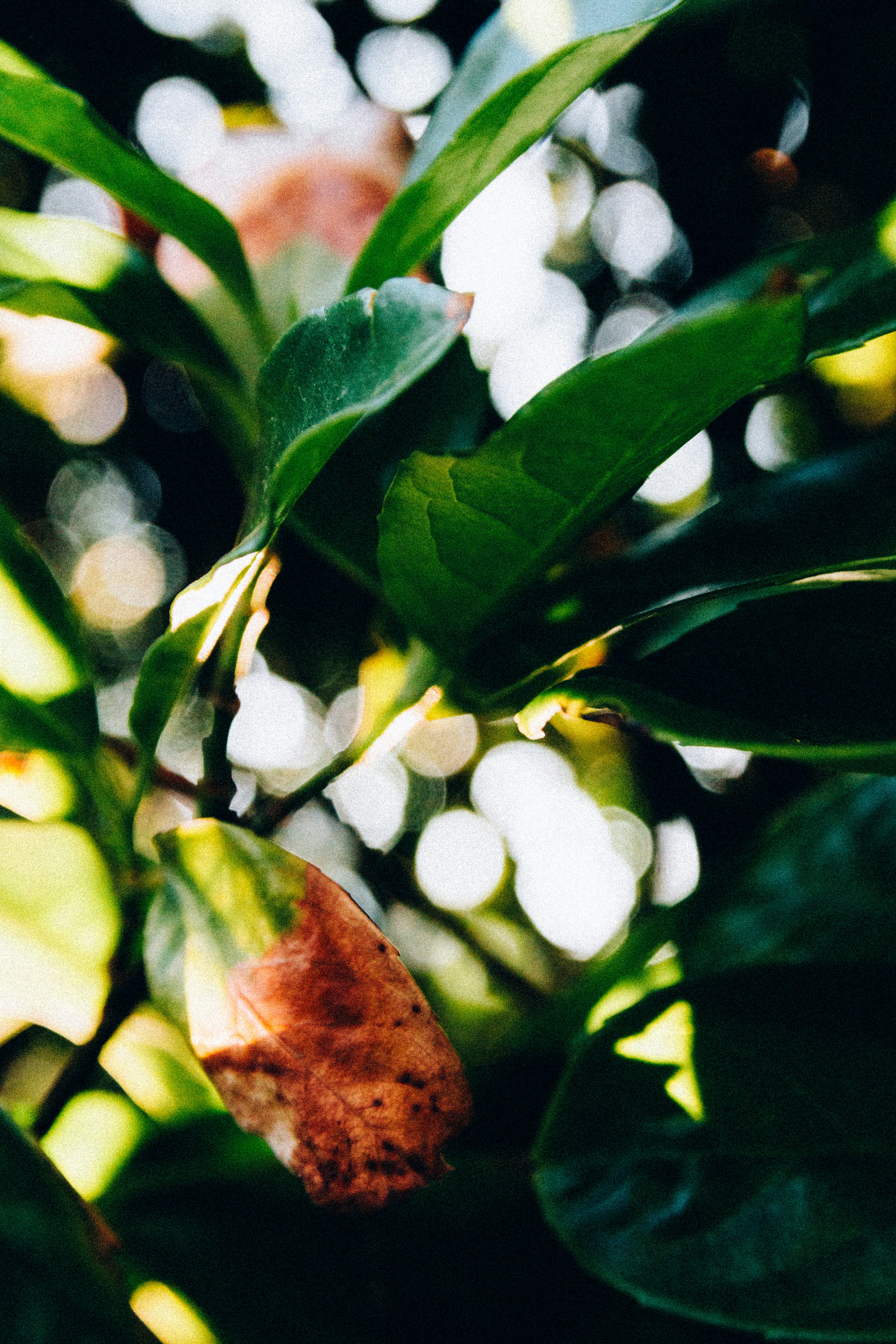 Photo by shandranick