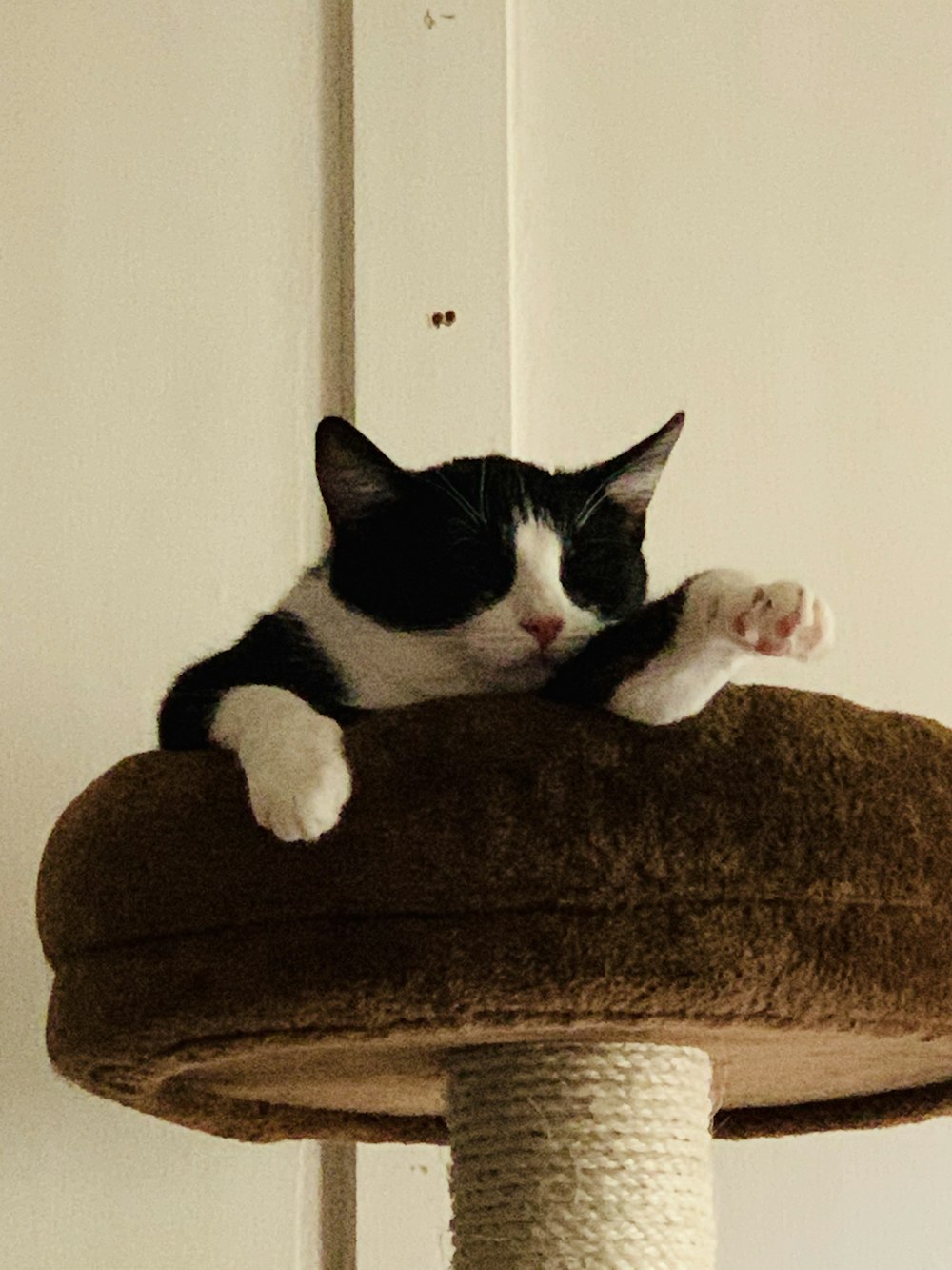茶色のクッションに横たわるタキシード猫