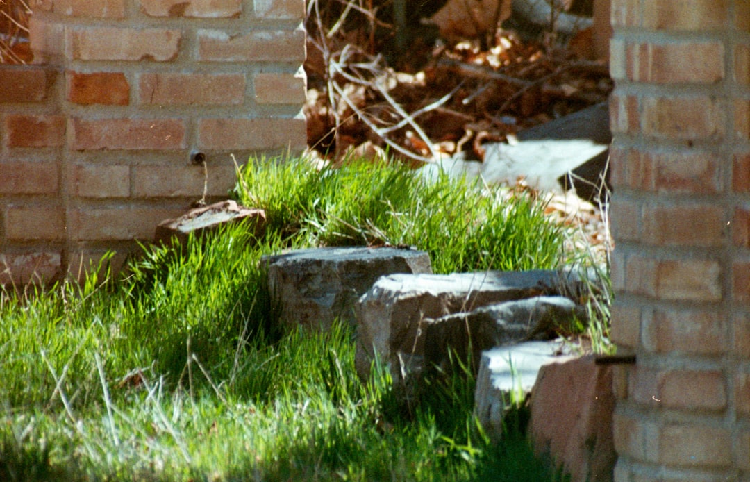 green grass near brown brick wall