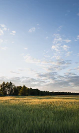 green grass field under blue sky during daytime