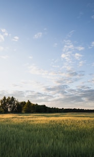 green grass field under blue sky during daytime