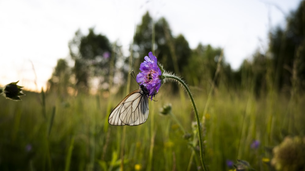 purple flower in tilt shift lens