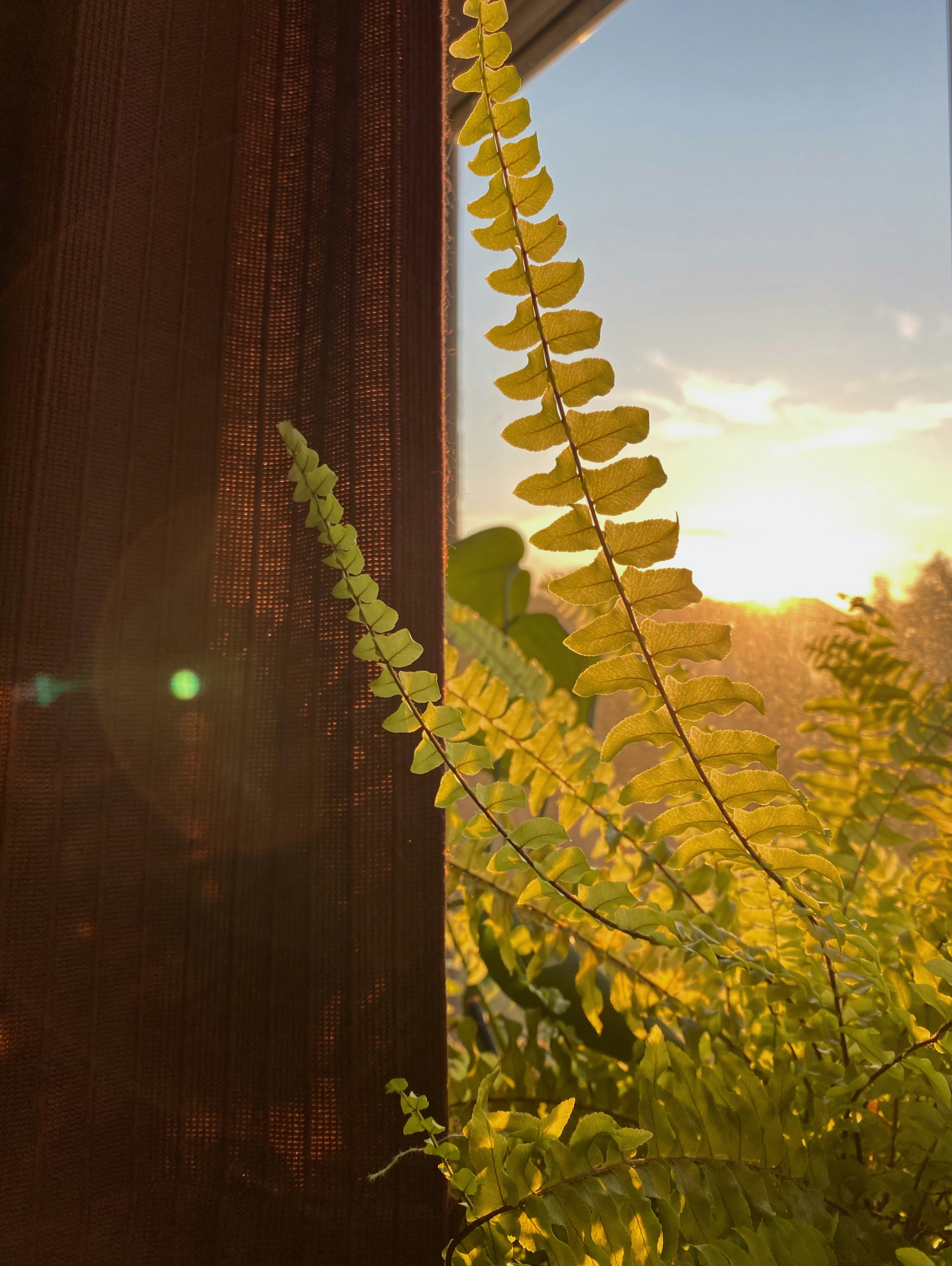 Plantes vertes sous un ciel ensoleillé