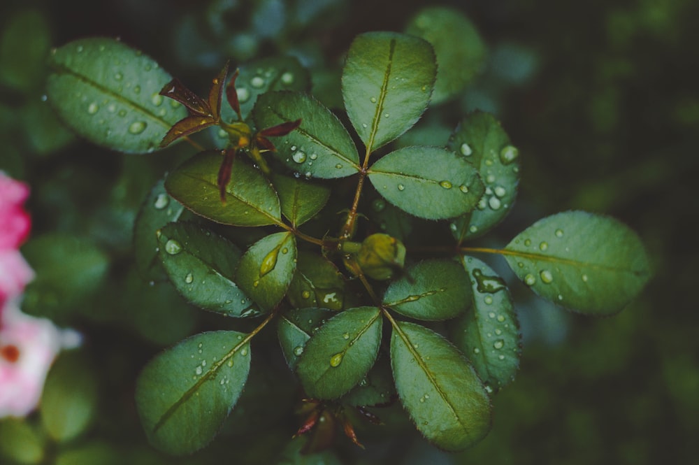 green leaves with water droplets