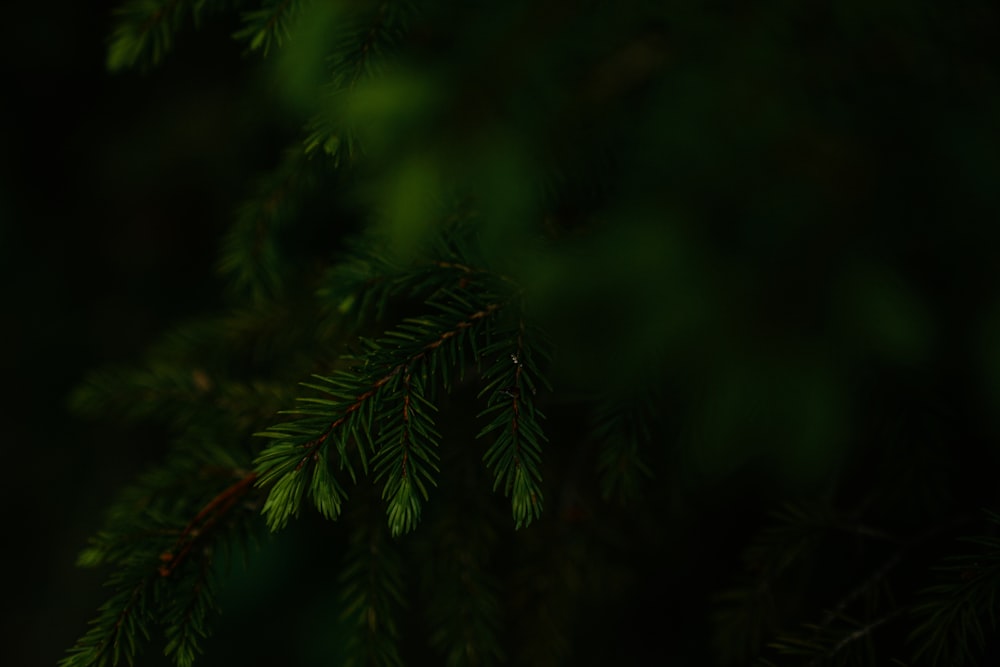 클로즈업 사진의 녹색 소나무