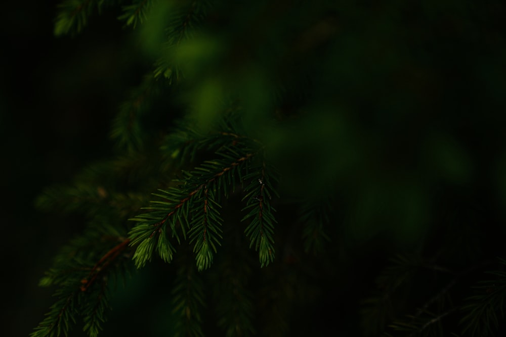 green pine tree in close up photography