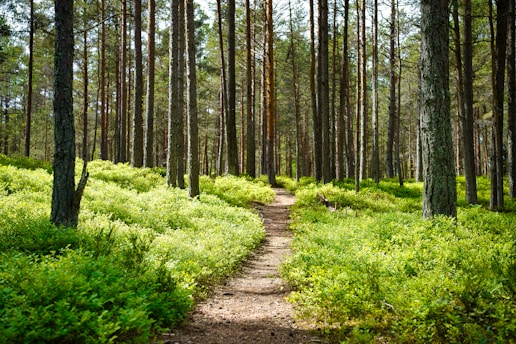 brown dirt road between green grass and trees during daytime