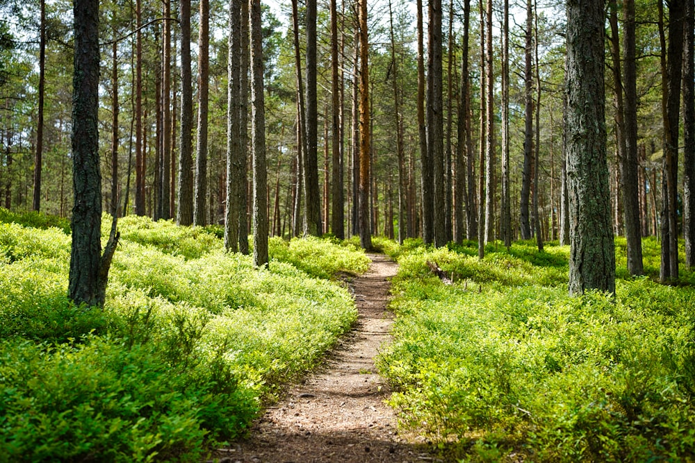 brown dirt road between green grass and trees during daytime