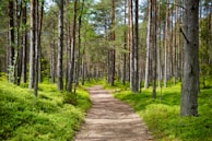 A tranquil forest path lined with tall trees and dappled sunlight.