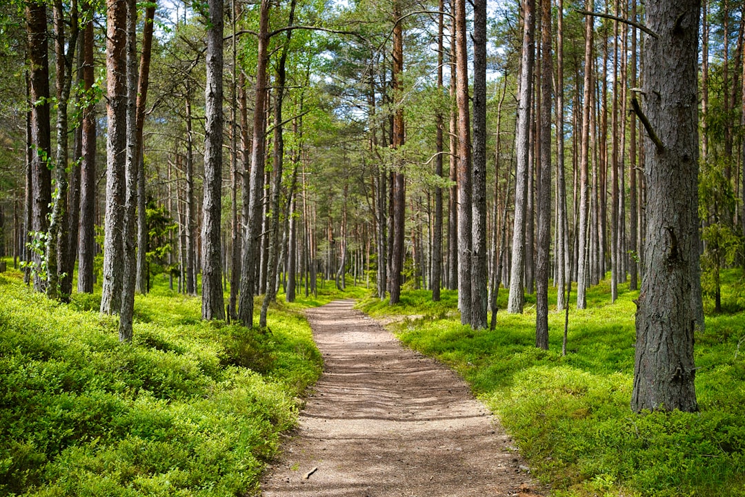 photo of Kaberneeme Forest near Tallinn