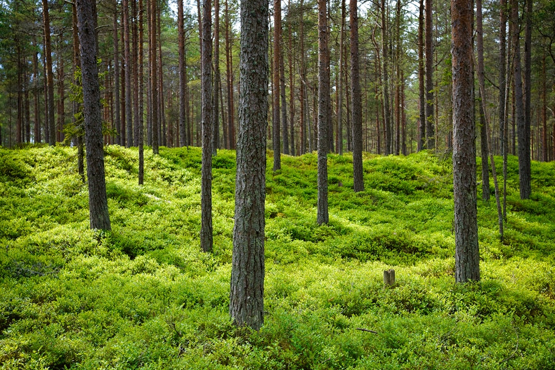 Forest photo spot Kaberneeme Pikva