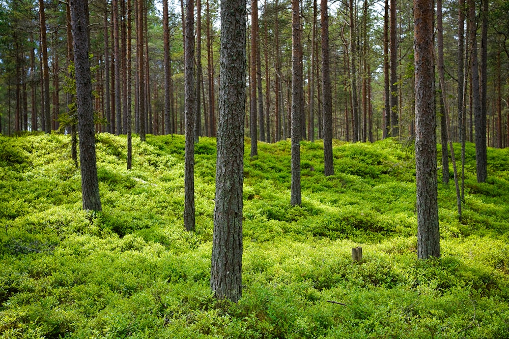 green grass and brown tree trunk