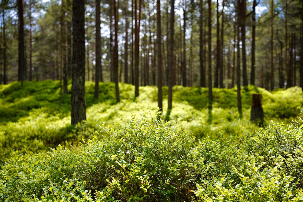 Herbe verte et arbres pendant la journée