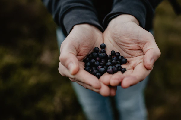 foraging