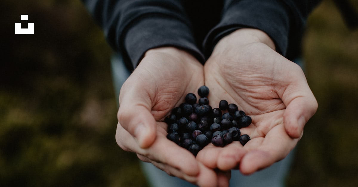 Foto zum Thema Person, die schwarze runde Früchte hält Kostenloses