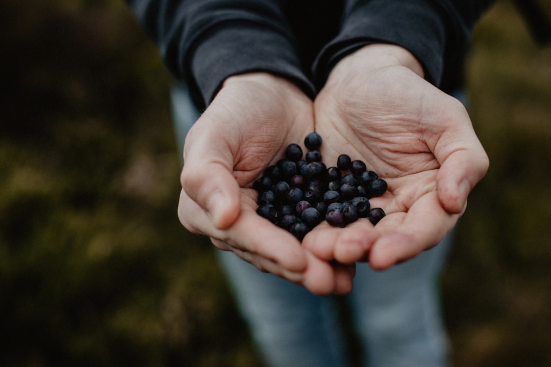 Hands holding a crop of blueberries