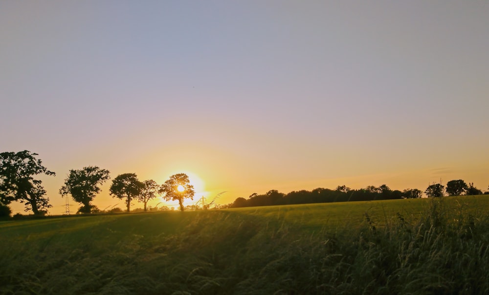 green grass field during sunset