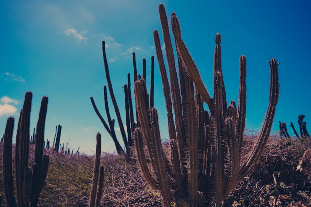 cactus plants on brown field under blue sky during daytime