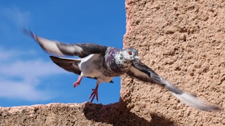 A pigeon in mid-flight with wings spread wide, captured against a backdrop of a stone wall and blue sky.