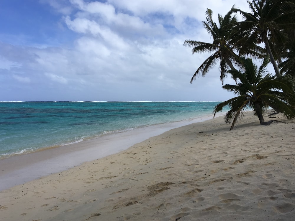 green palm tree on beach during daytime