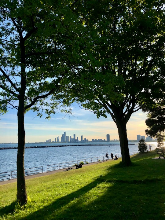 green tree near body of water during daytime in Lakeshore Canada