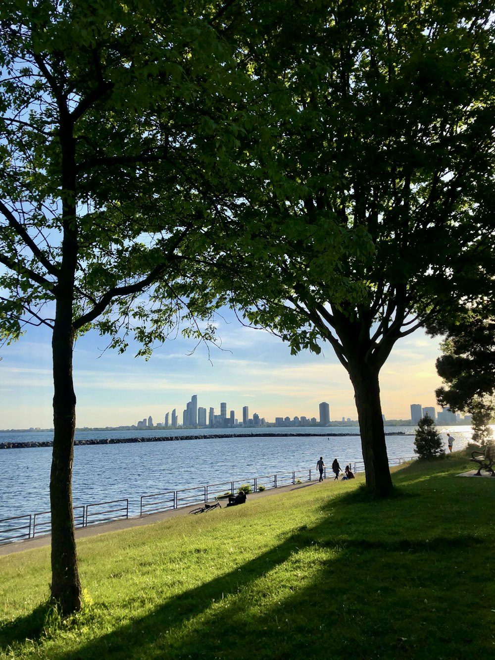 green tree near body of water during daytime