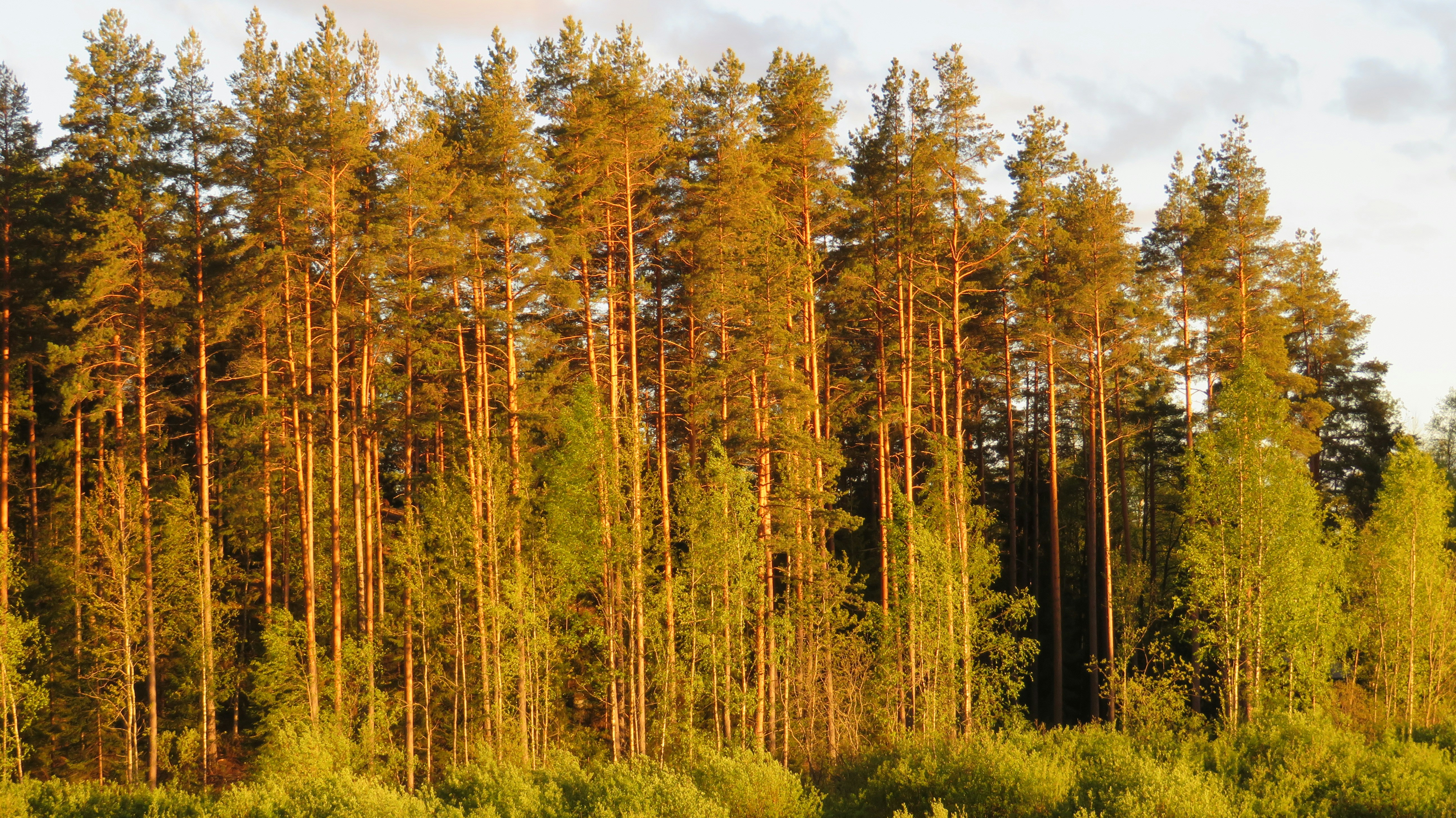 Photo by survivor303